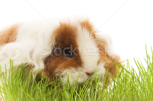 Stock photo: guinea pig isolated on the white background