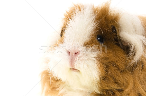 豚鼠 孤立 白 生活 動物 粉紅色 商業照片 © joannawnuk