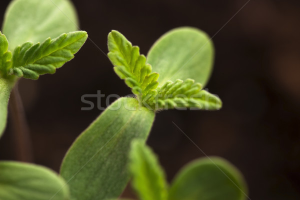 Stock photo: Sprout of hemp cannabis marihuana