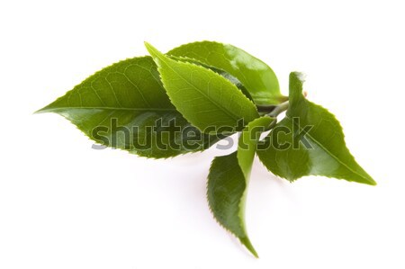 Stok fotoğraf: Taze · çay · yaprakları · beyaz · yaprak · içecekler