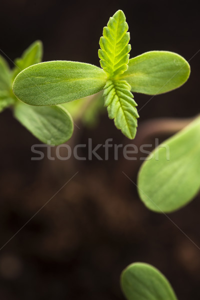 Sprout of hemp cannabis marihuana Stock photo © joannawnuk