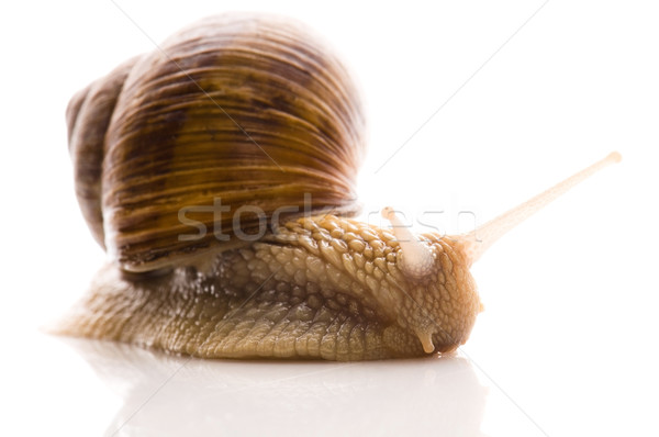 Snail Stock photo © joannawnuk