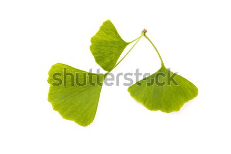 Stok fotoğraf: Yaprak · yalıtılmış · beyaz · sağlıklı · fotoğrafçılık · kimse