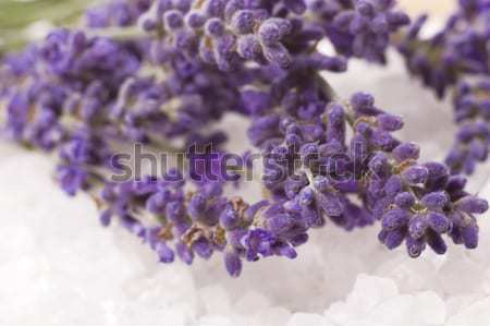Stock photo: lavender flower