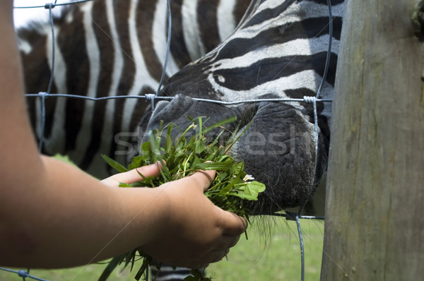 zebra, child and green grass Stock photo © joannawnuk