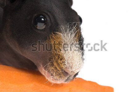 skinny guinea pig with carrot on white background Stock photo © joannawnuk