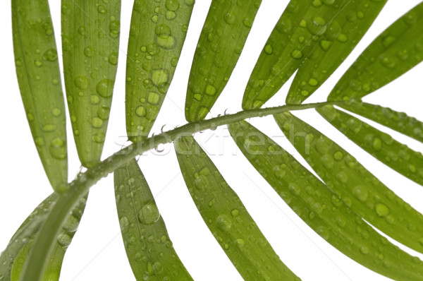 Tropical frunze alb apă frunze ploaie Imagine de stoc © joannawnuk