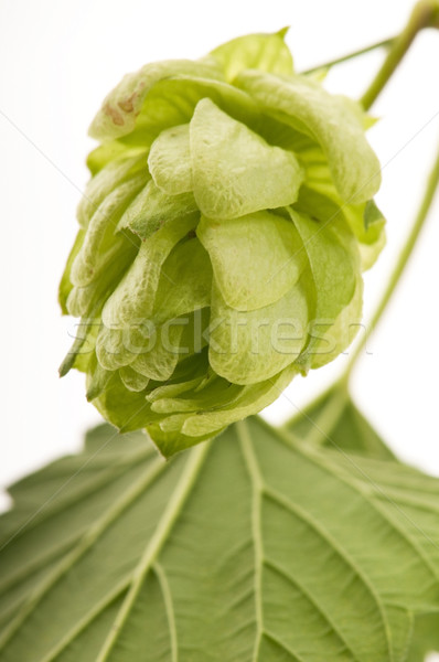 Hop cone and leaves on white background  Stock photo © joannawnuk