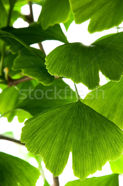 Stock photo: Ginkgo biloba green leaf isolated on white background 