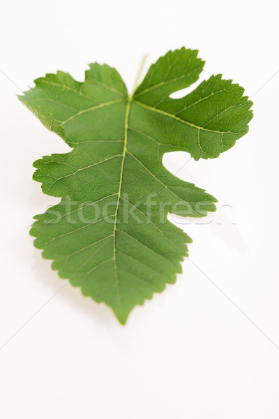 Close-up view of Mulberry leaf over white background Stock photo © joannawnuk