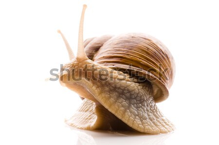 Snail Stock photo © joannawnuk