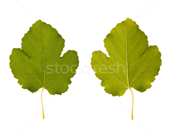 fig. one leaf - two sides Stock photo © joannawnuk