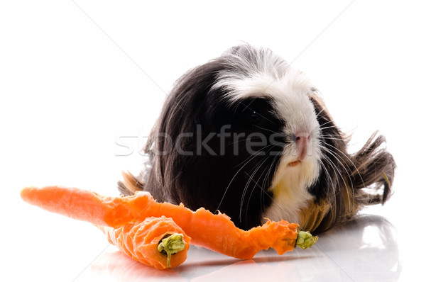 guinea pig with carrots Stock photo © joannawnuk