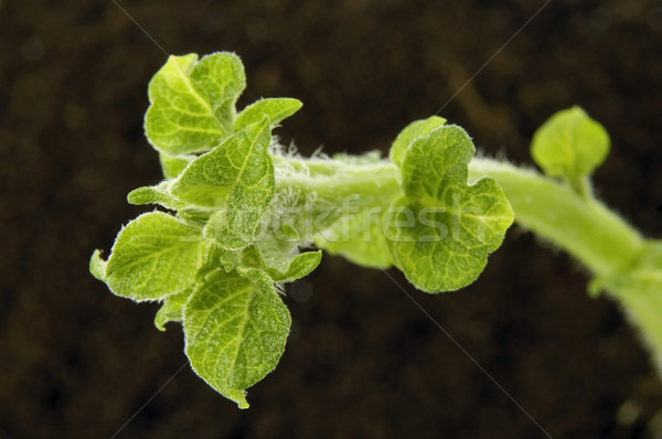 spring plant. potatoe Stock photo © joannawnuk
