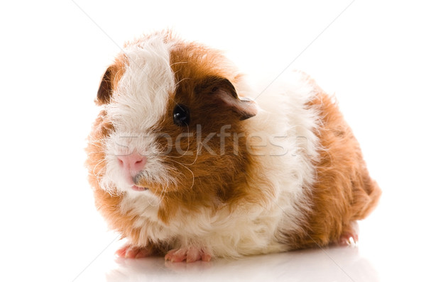 baby guinea pig. texel Stock photo © joannawnuk