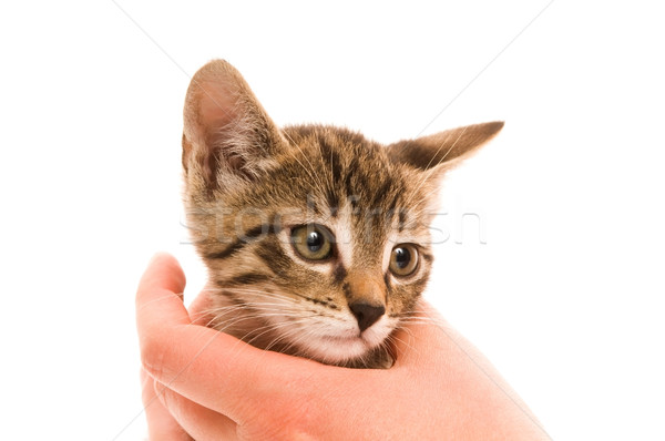 Foto stock: Adorable · jóvenes · gato · mano · pelo · vida