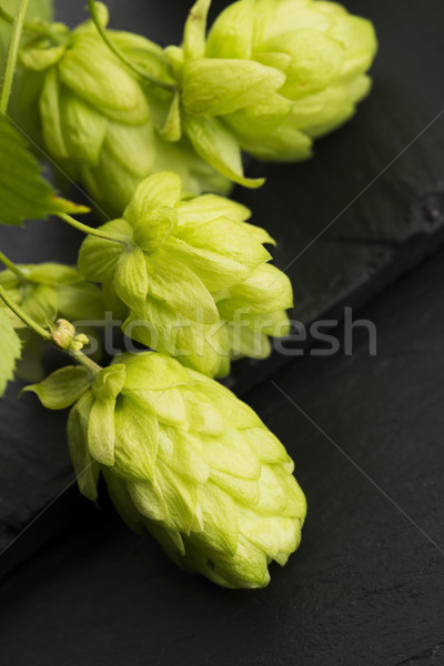 Fresh green hop cones Stock photo © joannawnuk