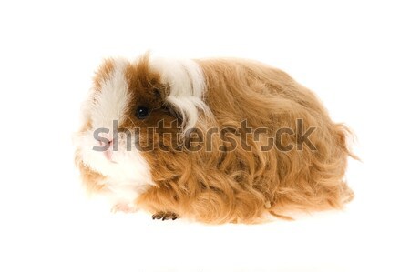 guinea pig isolated on the white background Stock photo © joannawnuk