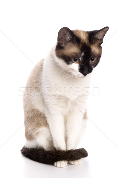 Cat isolated over white background. Animal portrait. Stock photo © joannawnuk