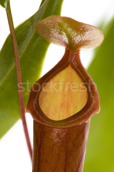 Leaves of carnivorous plant - Nepenthes Stock photo © joannawnuk