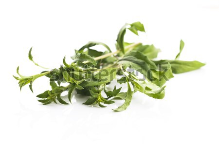 Goji leaf isolated on white background Stock photo © joannawnuk