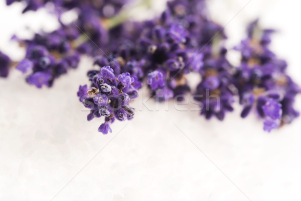 lavender flower Stock photo © joannawnuk