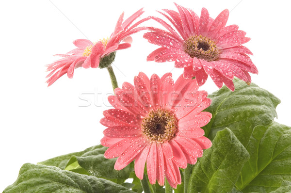 商业照片: 春天的花朵 · 春天 · 雏菊 · 植物 · 花束 · 物件