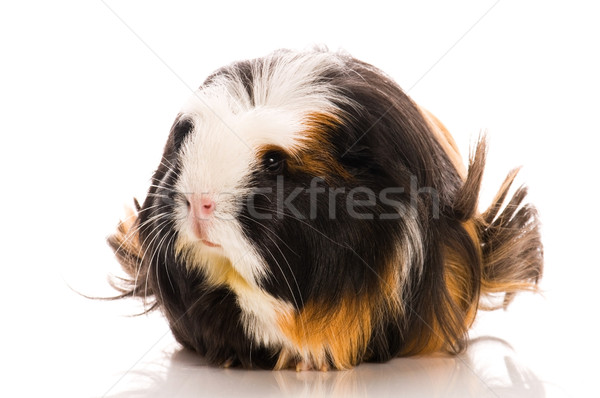 guinea pig isolated on the white background. coronet Stock photo © joannawnuk