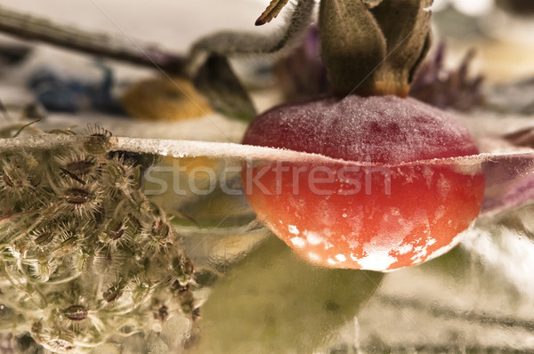 Frozen flowers. blossoms in the ice cube Stock photo © joannawnuk