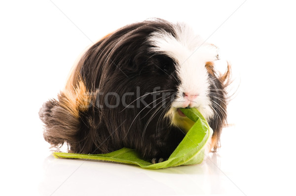 guinea pig isolated on the white background. coronet Stock photo © joannawnuk