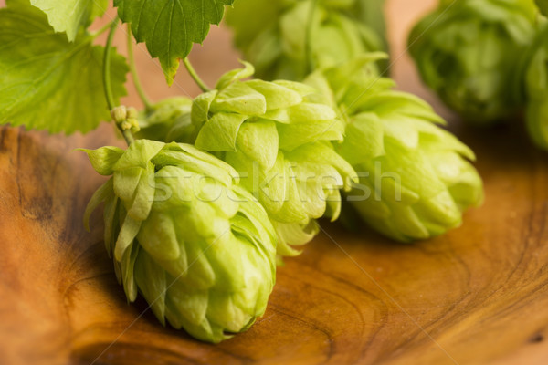 Fresh green hop cones Stock photo © joannawnuk