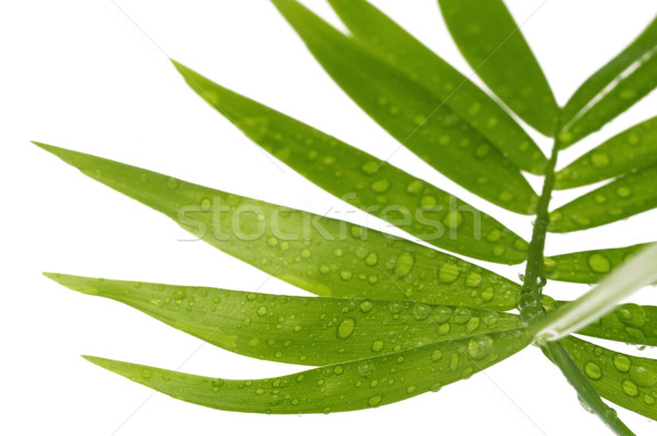 Foto stock: Tropicales · hojas · blanco · agua · hoja · lluvia