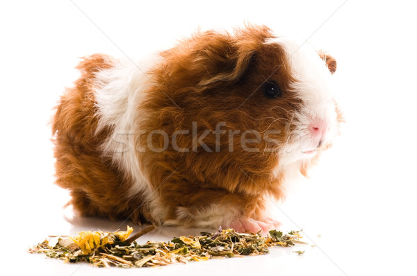 Baby cavia geïsoleerd witte voedsel achtergrond Stockfoto © joannawnuk