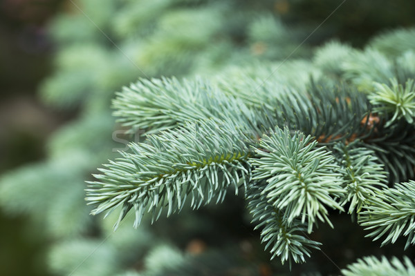 Albastru molid verde natură tineri Imagine de stoc © joannawnuk