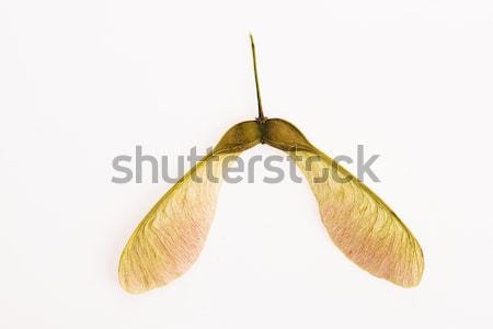 Two winged maple seeds attached to the stem Stock photo © joannawnuk
