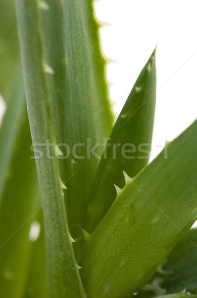 Aloe gyógynövény egészség gyógyszer bőr növény Stock fotó © joannawnuk