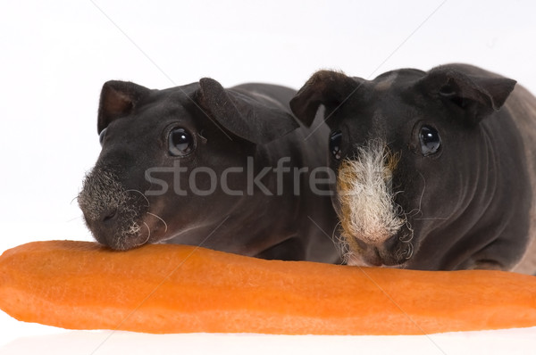 skinny guinea pigs with carrot on white background Stock photo © joannawnuk
