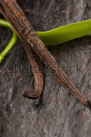 Cocotier feuille exotique scène été usine [[stock_photo]] © joannawnuk