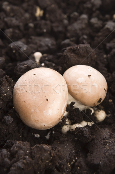 growing mushrooms Stock photo © joannawnuk