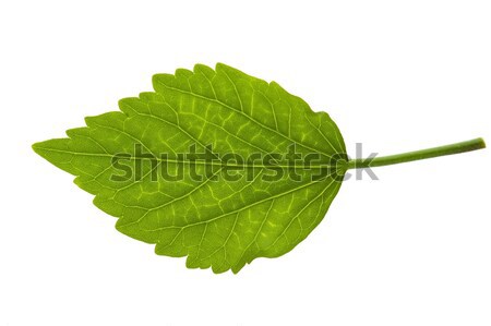 Detalle hoja hoja hibisco jardín planta Foto stock © joannawnuk