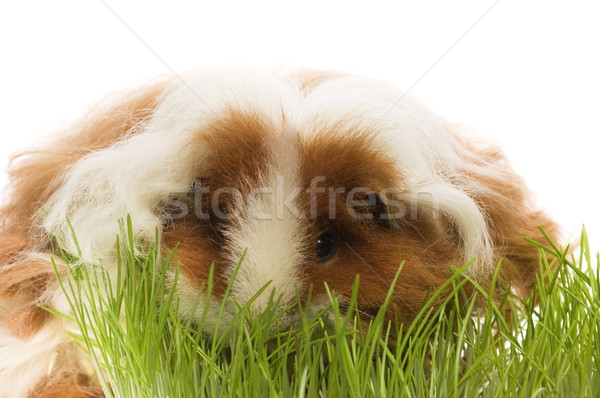 Meerschweinchen isoliert weiß Leben Tier rosa Stock foto © joannawnuk