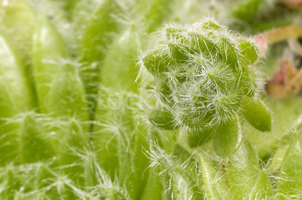 cactus. detail Stock photo © joannawnuk