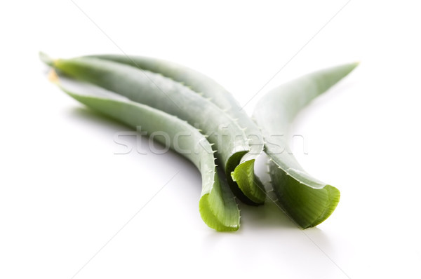 Aloe frunze medicină piele plantă Imagine de stoc © joannawnuk