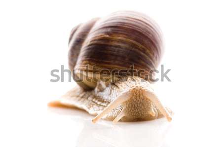 Snail Stock photo © joannawnuk