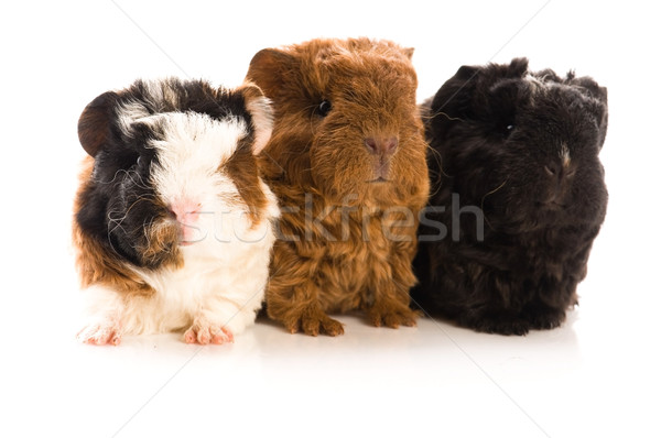 baby guinea pigs Stock photo © joannawnuk