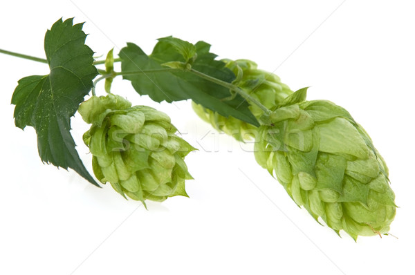 Detail of hop cone and leaves on white background Stock photo © joannawnuk
