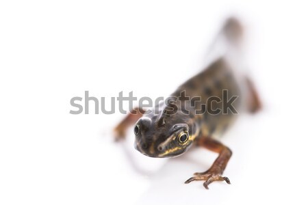Smooth newt on white background Stock photo © joannawnuk