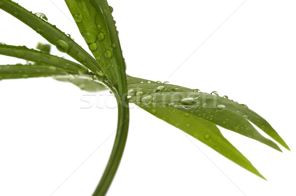 тропические листьев белый воды лист дождь Сток-фото © joannawnuk