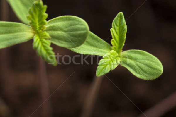 Sprout of hemp cannabis marihuana Stock photo © joannawnuk