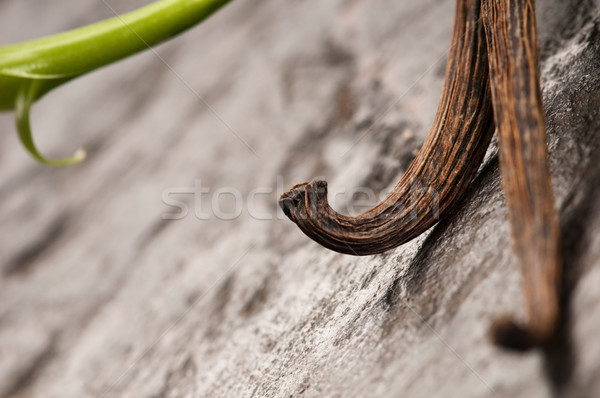 Vanilla Planifolia Vine and Dried Vanilla Pods  Stock photo © joannawnuk